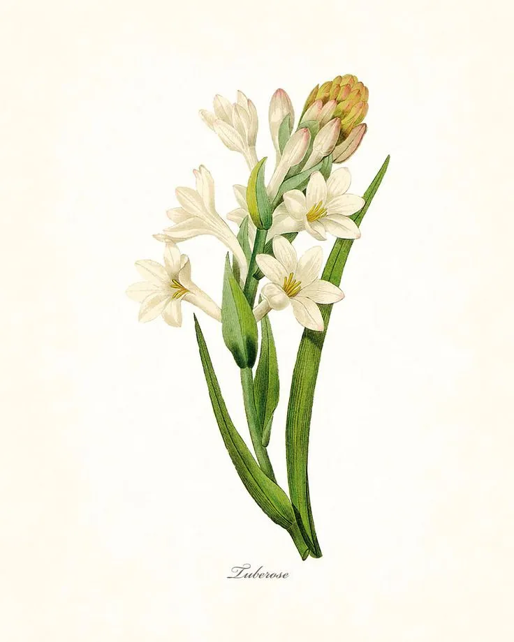 VAGANOVA | natural botanical perfume | bittersweet ballet floral